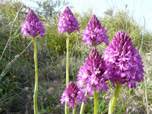 Anacamptis pyramidalis